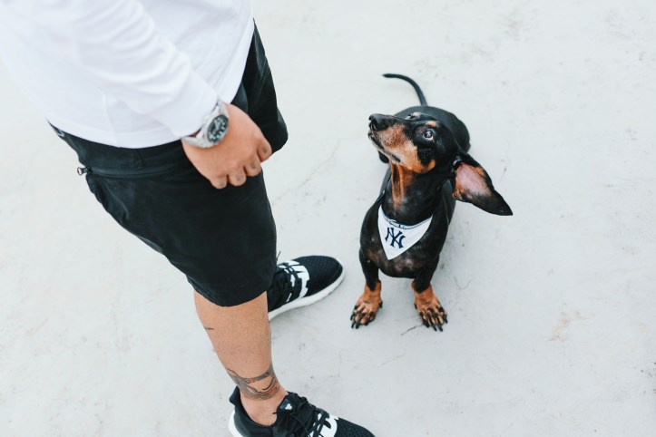 Streetwear Dog